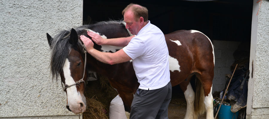 Graham Gough Bio Energy Therapy Animals