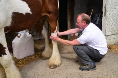 graham-gough-animal-therapy-horse